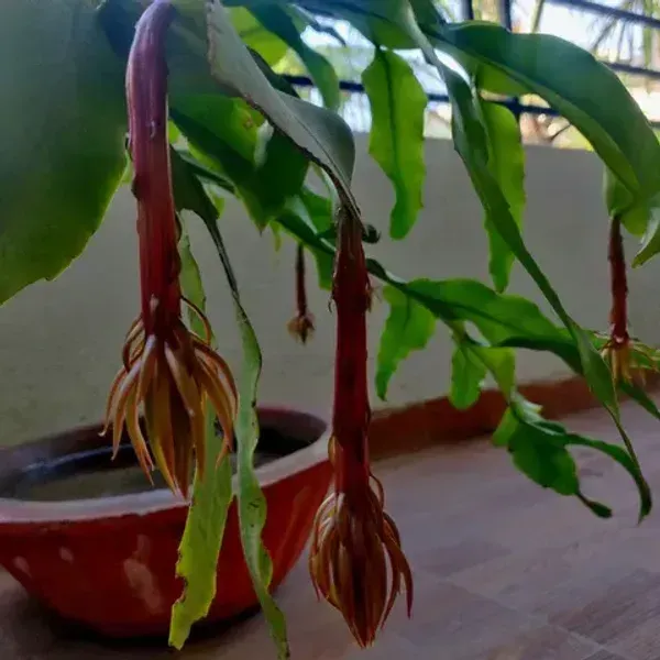 Brahma_Kamal_Flower_Plant_Red