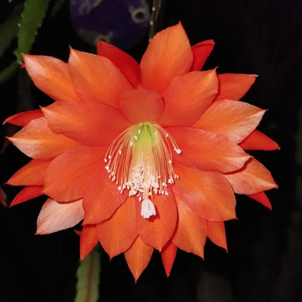 Brahma_Kamal_Flower_Plant_Red