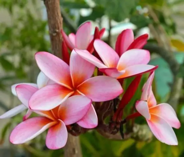 Dwarf_Variety_Pulmeria_Flower_Plant