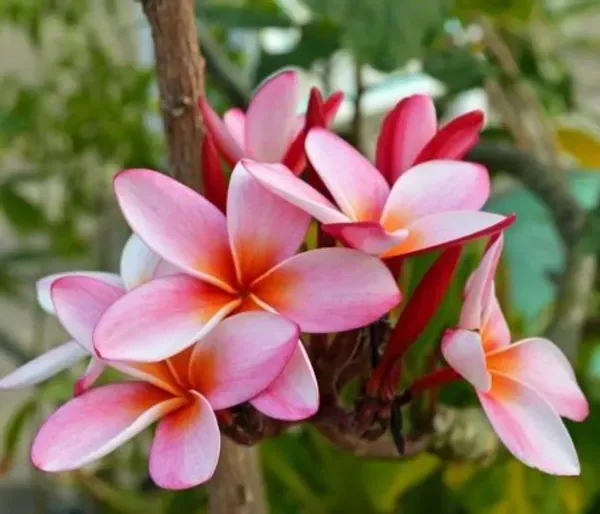 Dwarf_Variety_Pulmeria_Flower_Plant