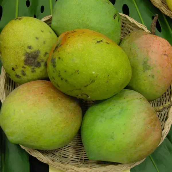 Bombay_Mango_Grafted_Fruit_Plant