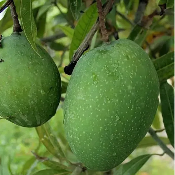 Bombay_Mango_Grafted_Fruit_Plant