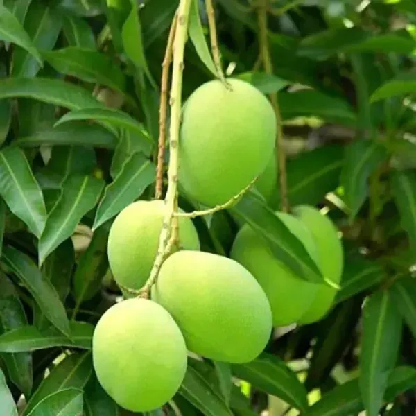 Bombay_Mango_Grafted_Fruit_Plant