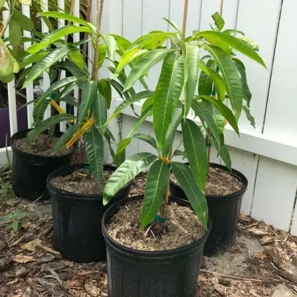 Bombay_Mango_Grafted_Fruit_Plant
