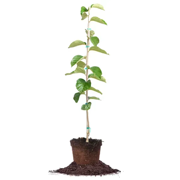 Persimmon_Grafted_Hybrid_Fruit_Plant