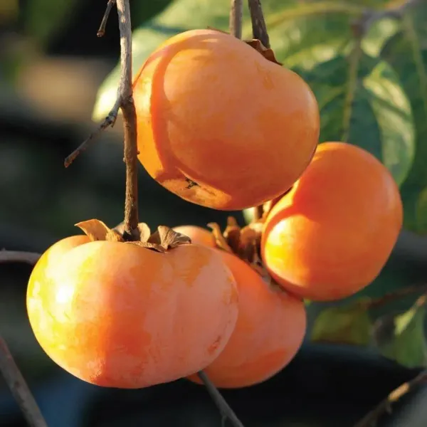 Persimmon_Grafted_Hybrid_Fruit_Plant