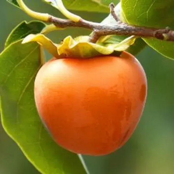 Persimmon_Grafted_Hybrid_Fruit_Plant