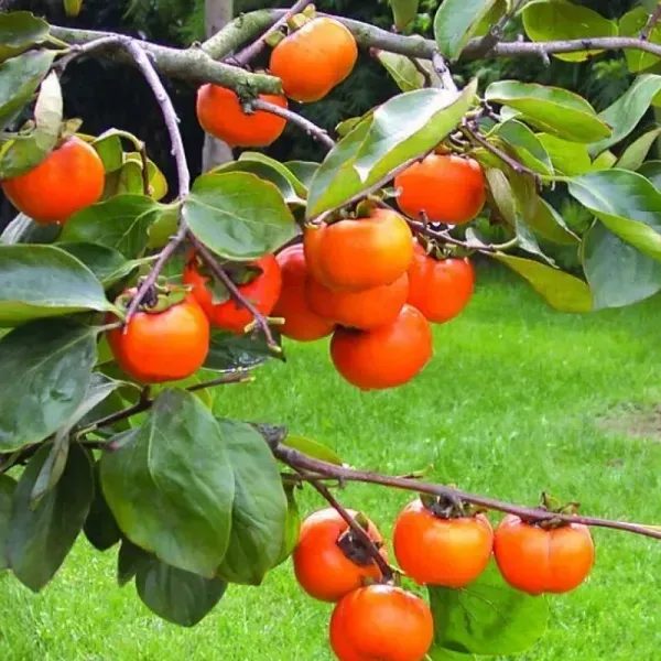 Persimmon_Grafted_Hybrid_Fruit_Plant