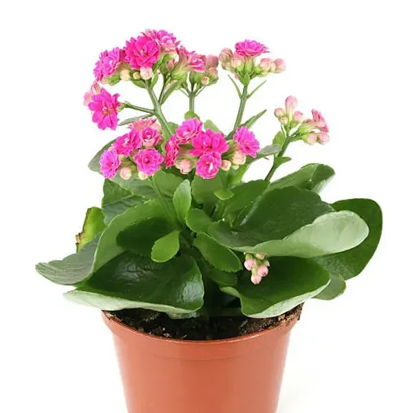 Kalanchoe_Flower_Plant_Purple