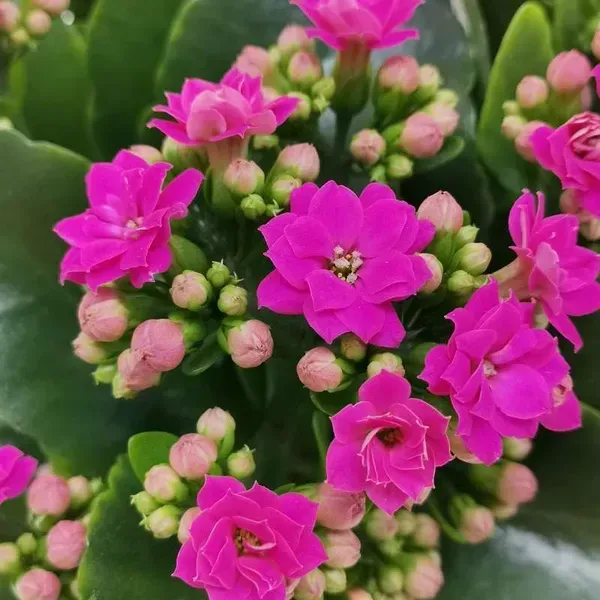 Kalanchoe_Flower_Plant_Purple