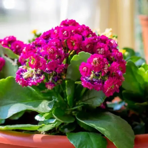 Kalanchoe_Flower_Plant_Purple