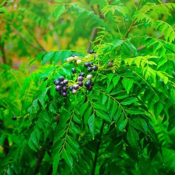 Curry_Leaves_Plant_For_Home_Garden