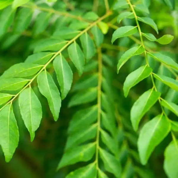 Curry_Leaves_Plant_For_Home_Garden