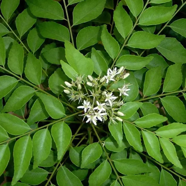 Curry_Leaves_Plant_For_Home_Garden