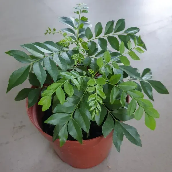 Curry_Leaves_Plant_For_Home_Garden