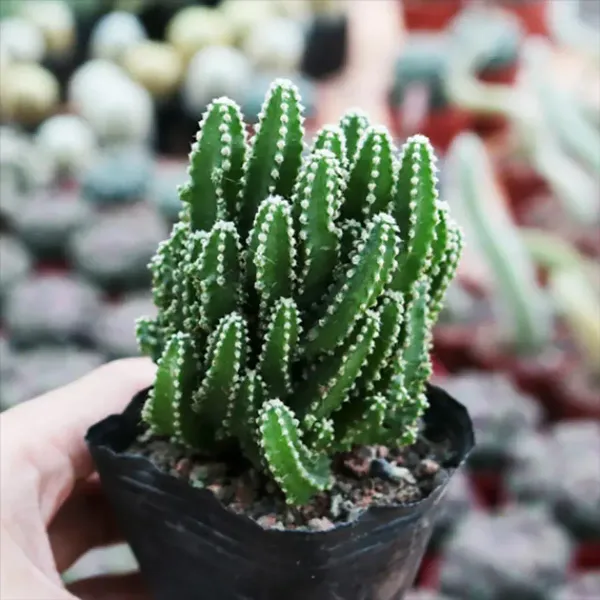 Acanthocereus_Tetragonus_Fairy_Castle_Cactus