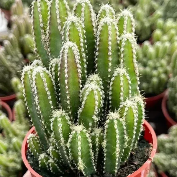 Acanthocereus_Tetragonus_Fairy_Castle_Cactus