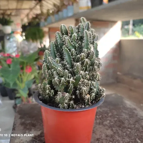 Acanthocereus_Tetragonus_Fairy_Castle_Cactus