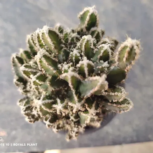 Acanthocereus_Tetragonus_Fairy_Castle_Cactus