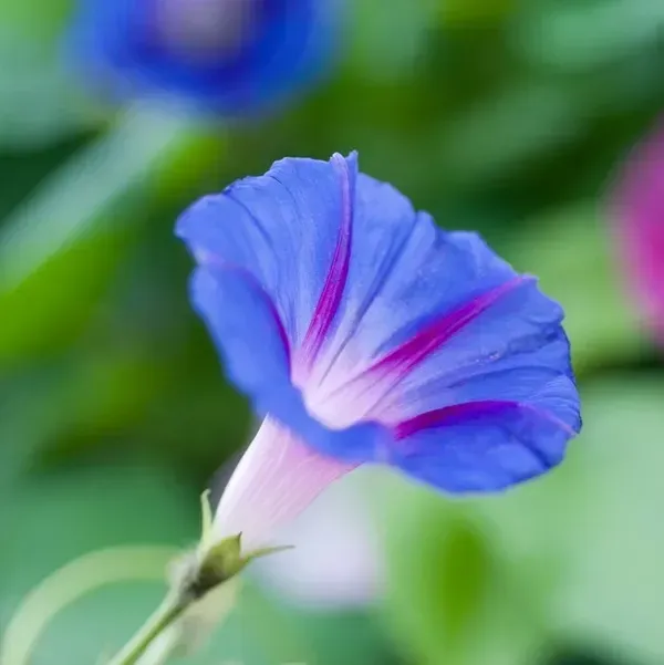 Morning_Glory_Flower_Plant_Blue