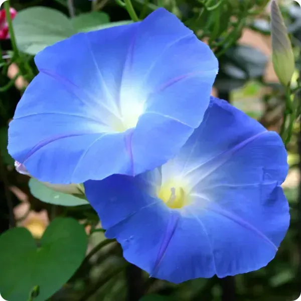 Morning_Glory_Flower_Plant_Blue