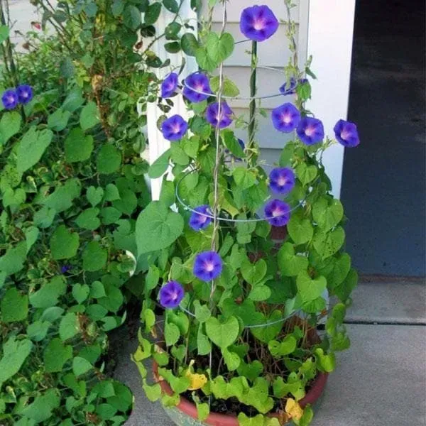 Morning_Glory_Flower_Plant_Blue