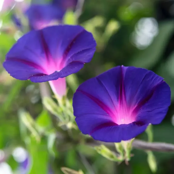 Morning_Glory_Flower_Plant_Blue