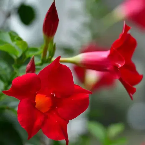 Mandevilla_Flower_Plant_Red_For_Home_Garden