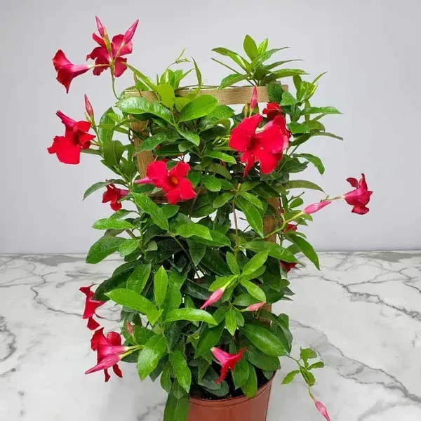Mandevilla_Flower_Plant_Red_For_Home_Garden