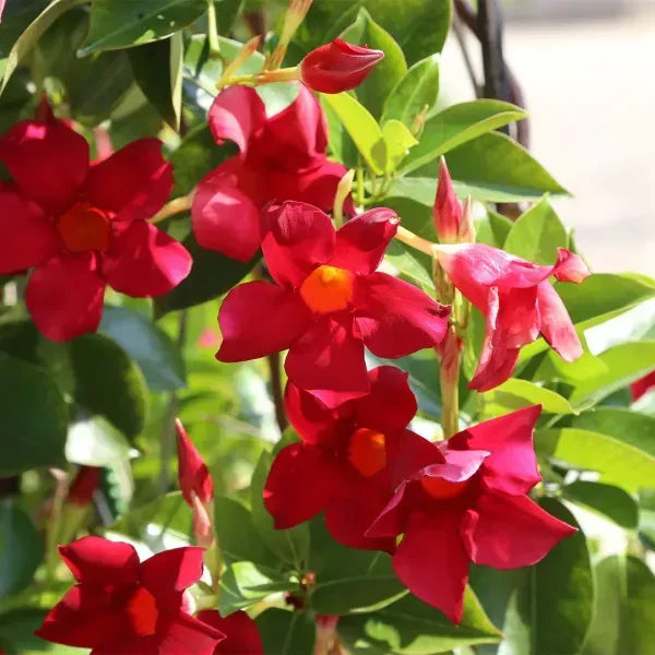 Mandevilla_Flower_Plant_Red_For_Home_Garden