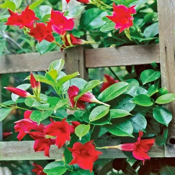 Mandevilla_Flower_Plant_Red_For_Home_Garden