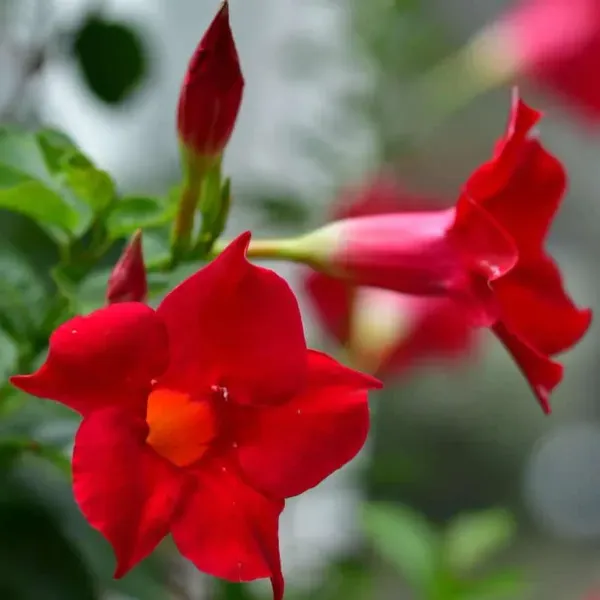 Mandevilla_Flower_Plant_Red_For_Home_Garden
