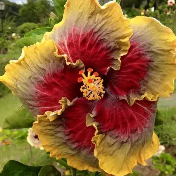 American_Variety_Hibiscus_Flower_Plant