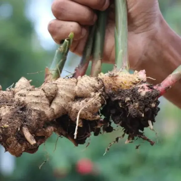Ginger_Plant_Adrak_For_Home_Garden