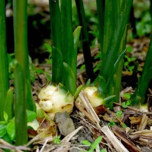 Ginger_Plant_Adrak_For_Home_Garden