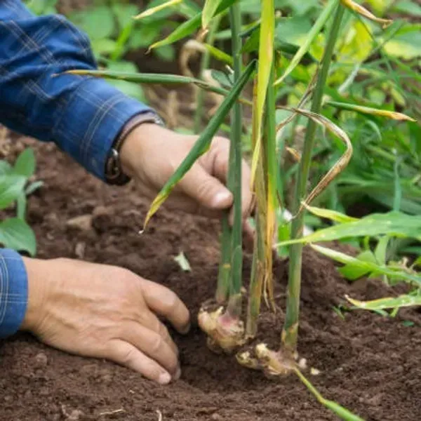 Ginger_Plant_Adrak_For_Home_Garden