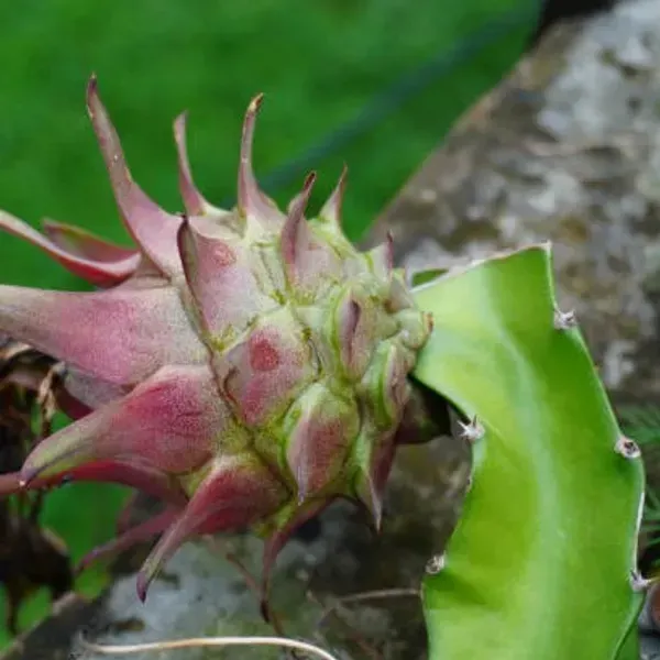 Dragon_Fruit_Combo_Offer_Pack_Of_3_Colours