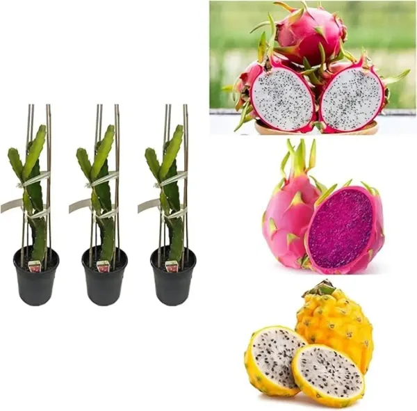 Dragon_Fruit_Combo_Offer_Pack_Of_3_Colours