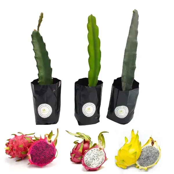 Dragon_Fruit_Combo_Offer_Pack_Of_3_Colours