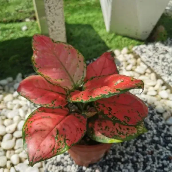 Aglaonema_Lady_Valentine_For_Home_Garden