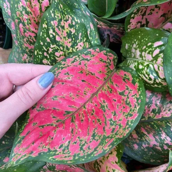 Aglaonema_Lady_Valentine_For_Home_Garden
