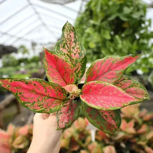 Aglaonema_Lady_Valentine_For_Home_Garden