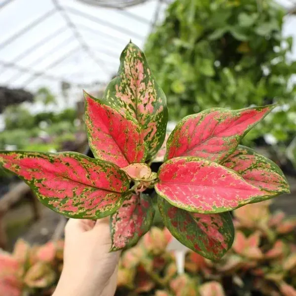 Aglaonema_Lady_Valentine_For_Home_Garden