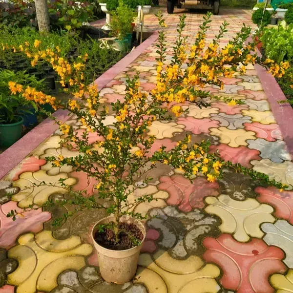 Yellow_Blue_Bell_Bonsai_Plant