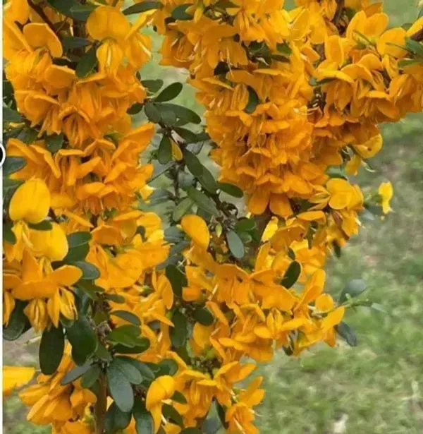 Yellow_Blue_Bell_Bonsai_Plant