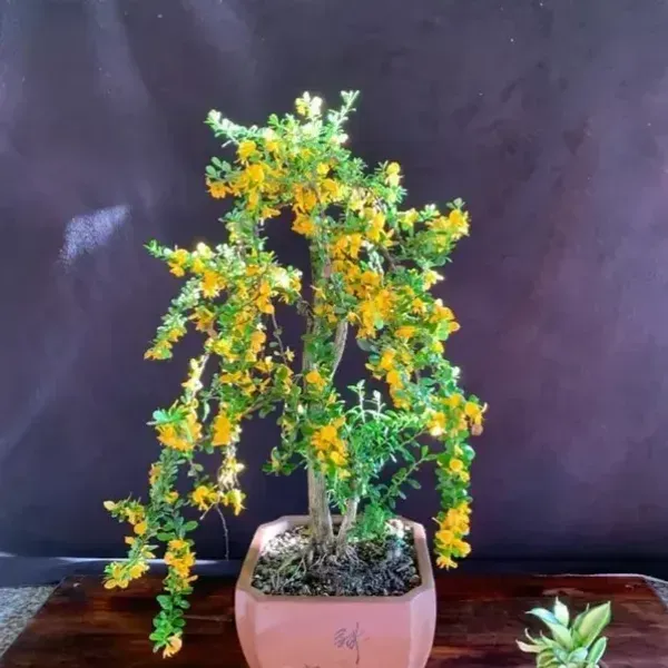 Yellow_Blue_Bell_Bonsai_Plant