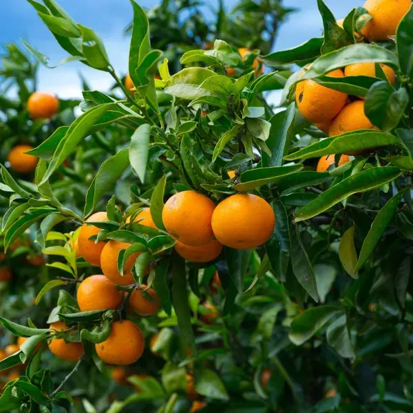 Kashmiri_Kinnow_Orange_Grafted_Lemon_Fruit_Plant