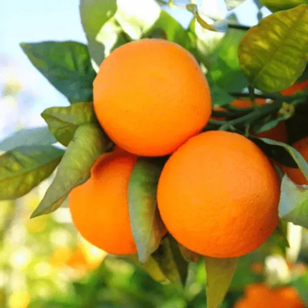 Kashmiri_Kinnow_Orange_Grafted_Lemon_Fruit_Plant