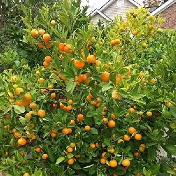 Kashmiri_Kinnow_Orange_Grafted_Lemon_Fruit_Plant