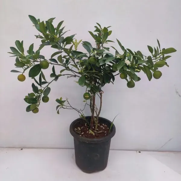 Kashmiri_Kinnow_Orange_Grafted_Lemon_Fruit_Plant